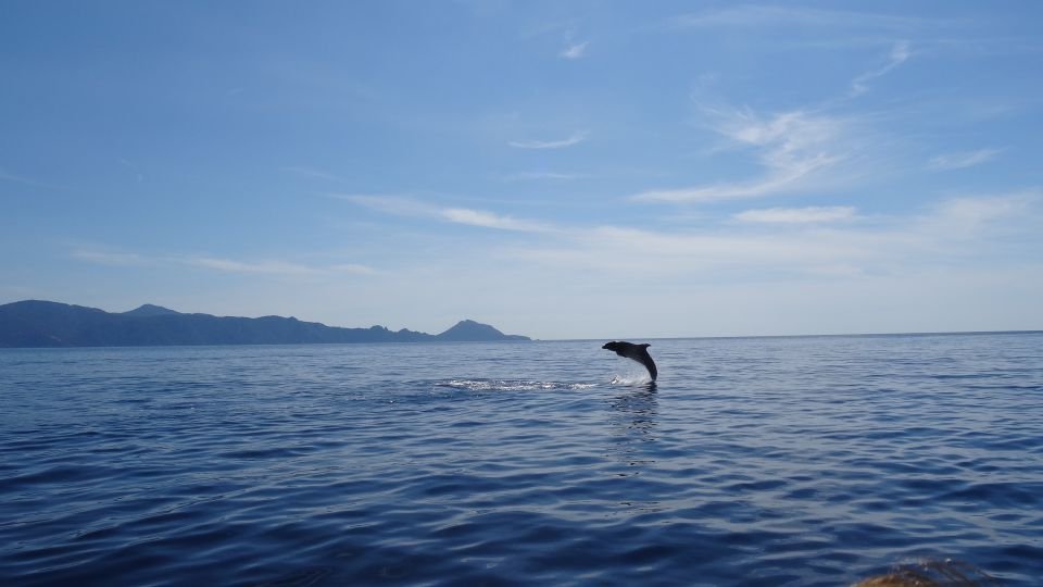 Dolfijnen spotten Corsica
Op vakantie naar Corsica met kinderen: 5x doen!  